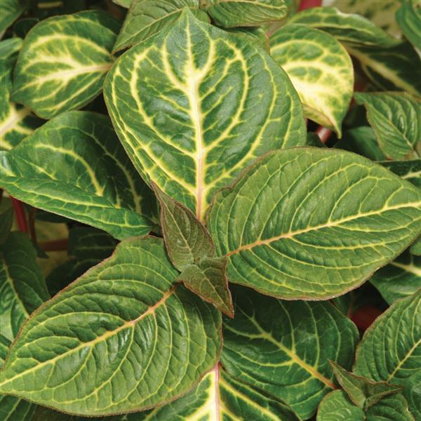 PLANT NAME Bloom