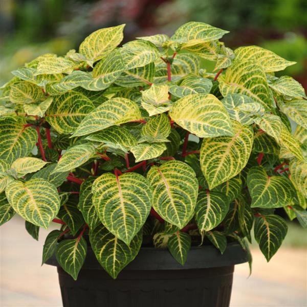 PLANT NAME Container