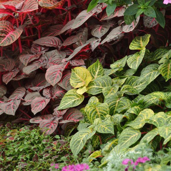 PLANT NAME Garden