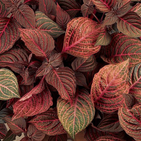 PLANT NAME Bloom