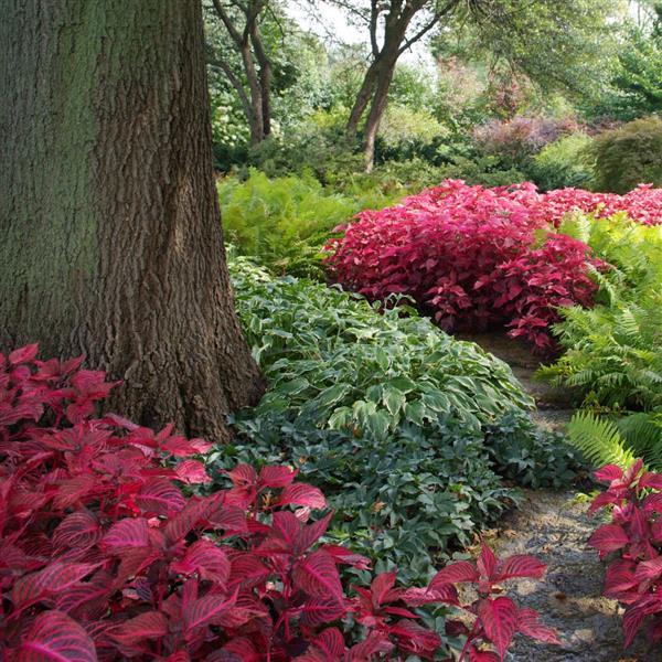 PLANT NAME Commercial Landscape 1