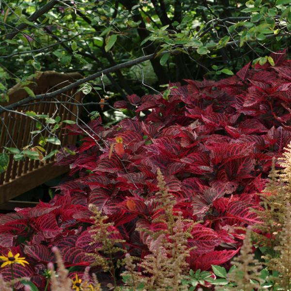 PLANT NAME Commercial Landscape 3