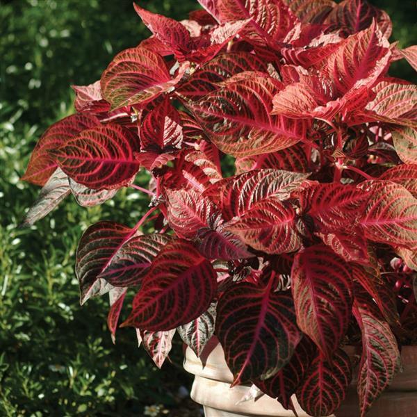 PLANT NAME Container