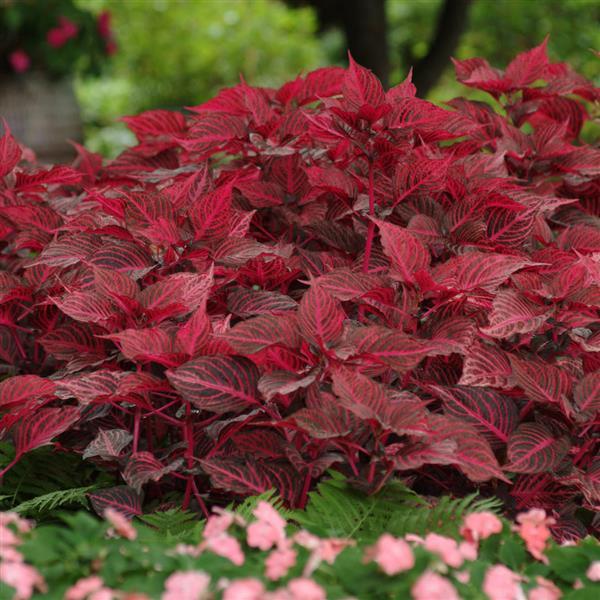 PLANT NAME Landscape