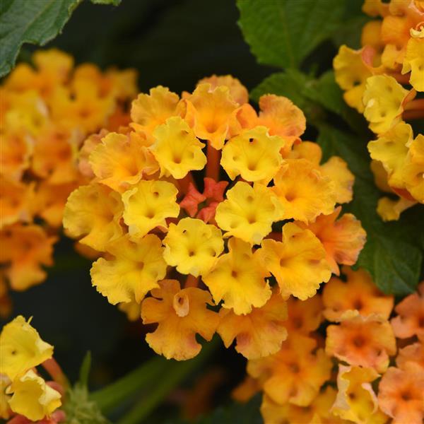 PLANT NAME Bloom
