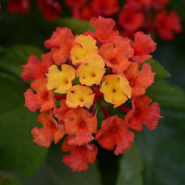 PLANT NAME Bloom