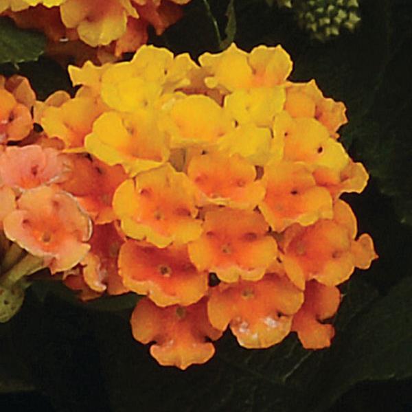 PLANT NAME Bloom