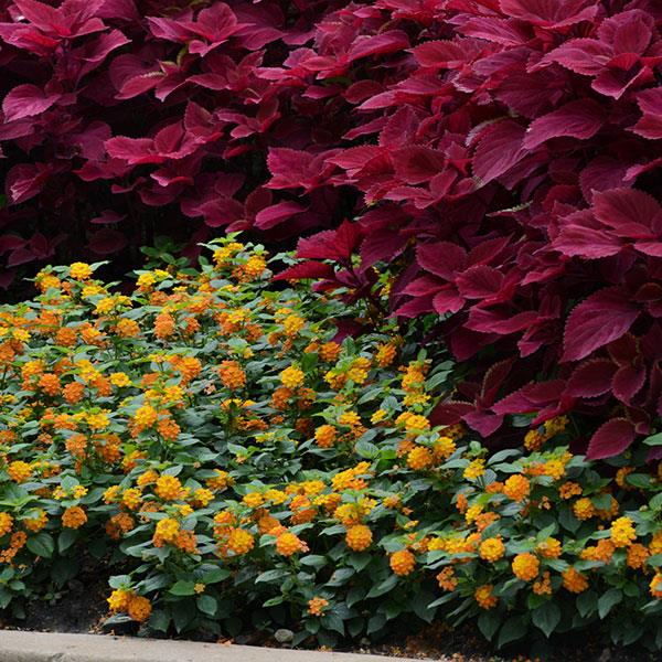 PLANT NAME Landscape
