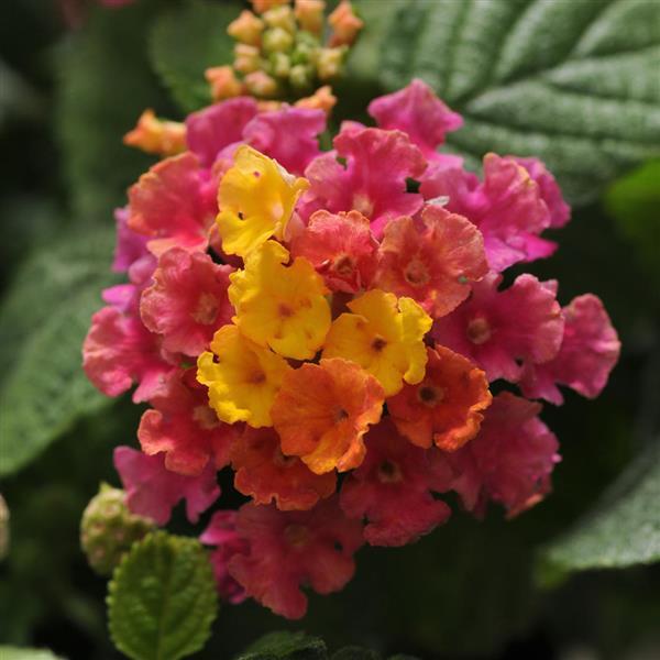 PLANT NAME Bloom