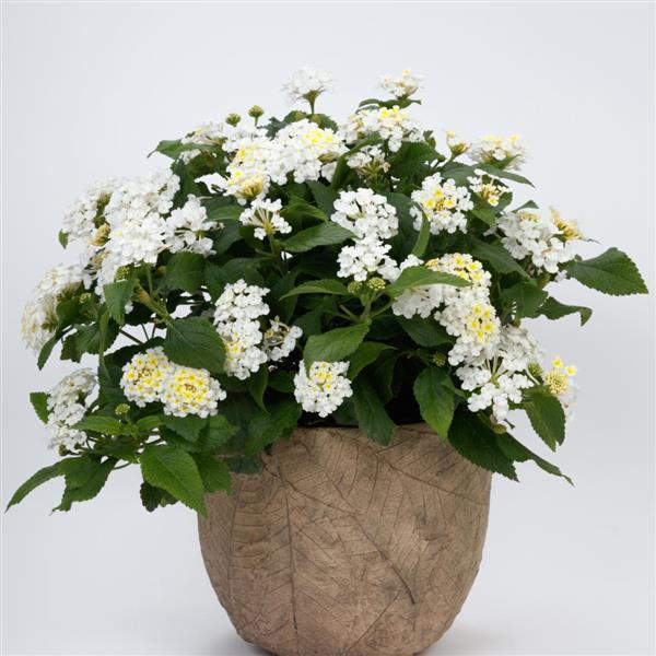 PLANT NAME Container