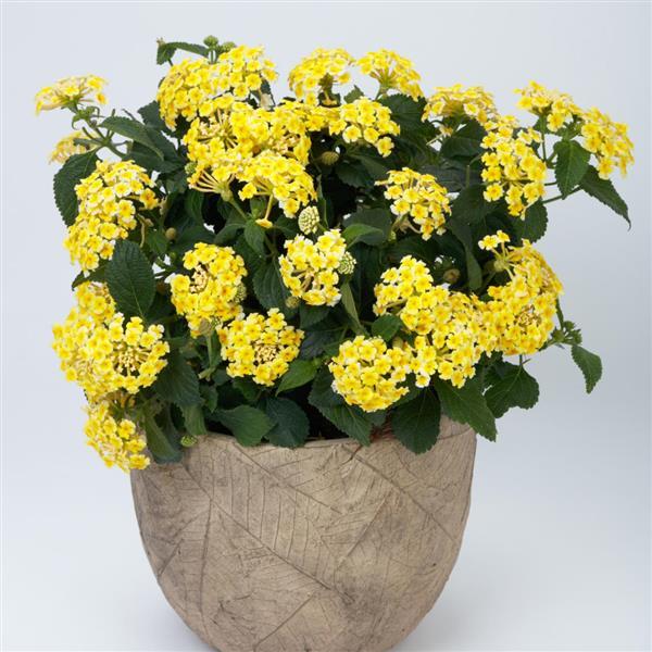 PLANT NAME Container