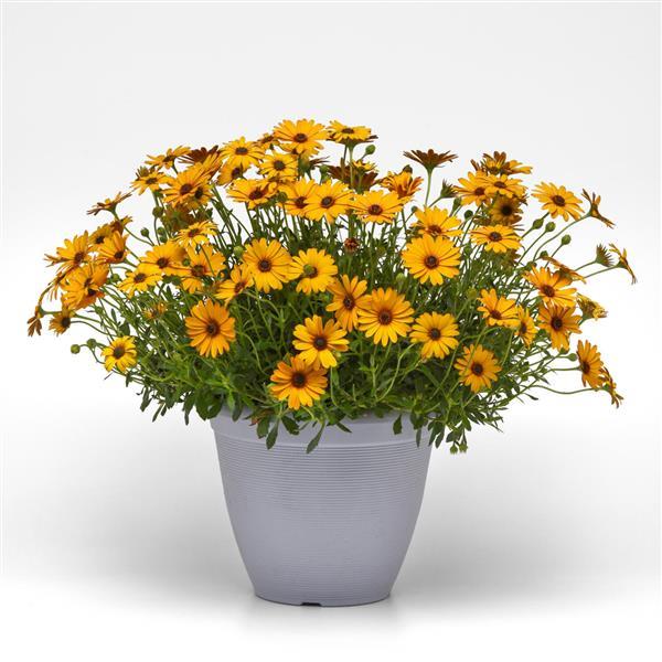PLANT NAME Container