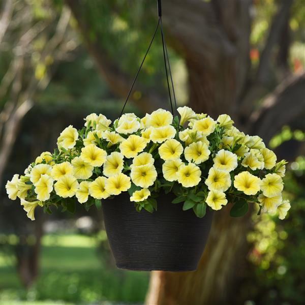 PLANT NAME Basket