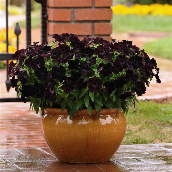PLANT NAME Container
