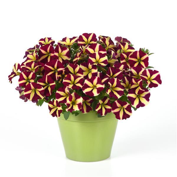 PLANT NAME Container