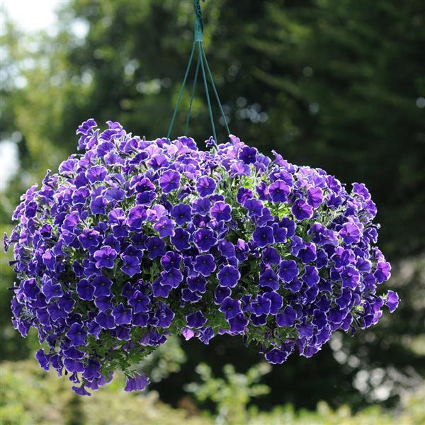 PLANT NAME Basket