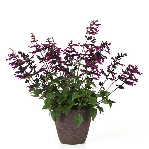 PLANT NAME Container