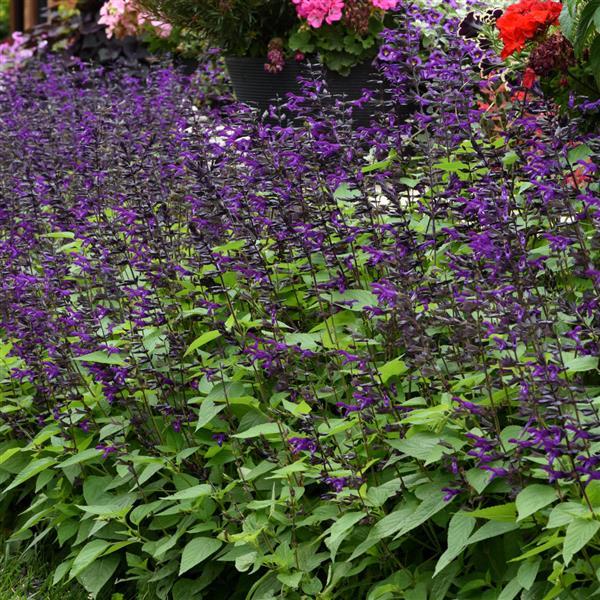 PLANT NAME Landscape