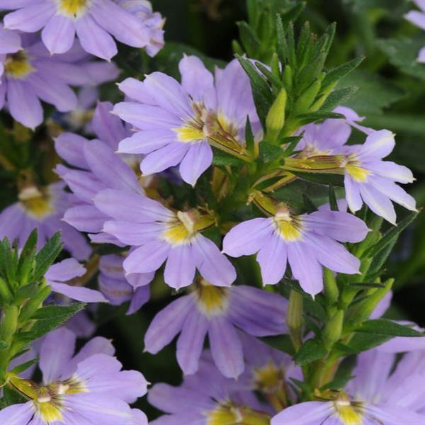 PLANT NAME Bloom