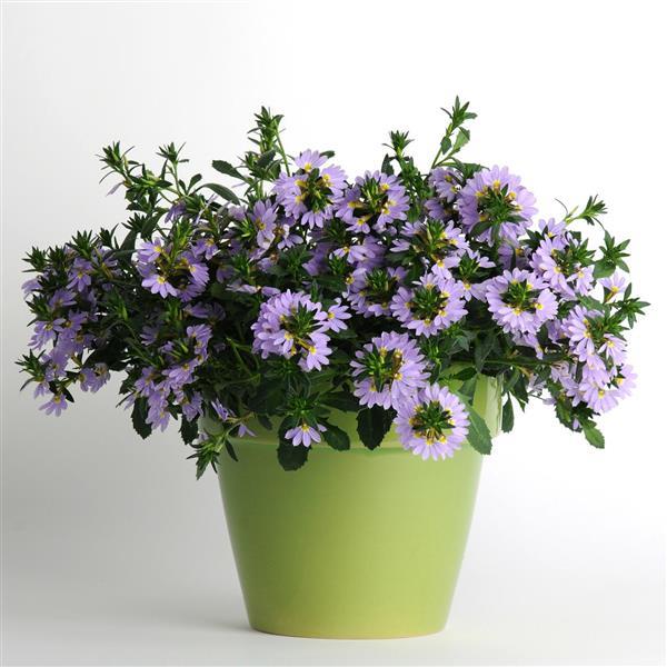 PLANT NAME Container