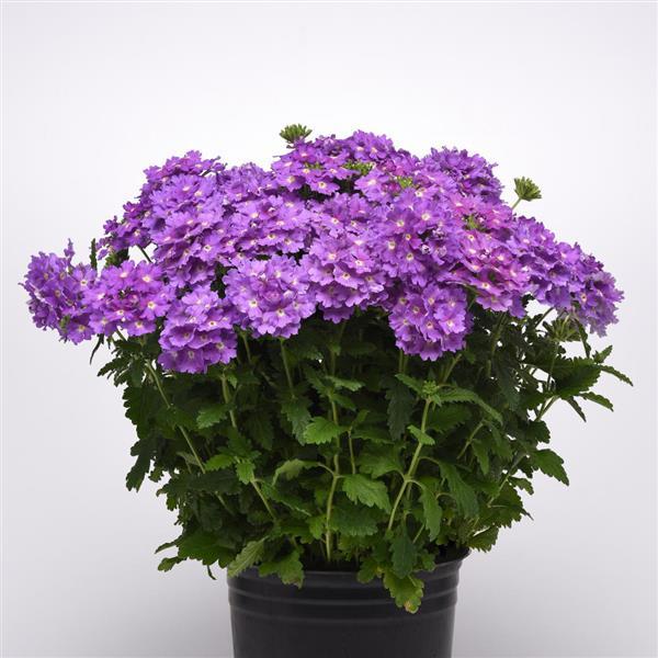 PLANT NAME Container