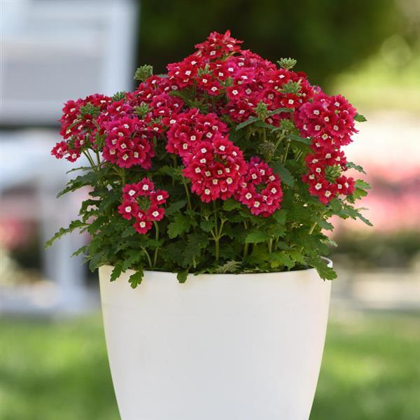 PLANT NAME Container