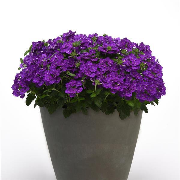 PLANT NAME Container