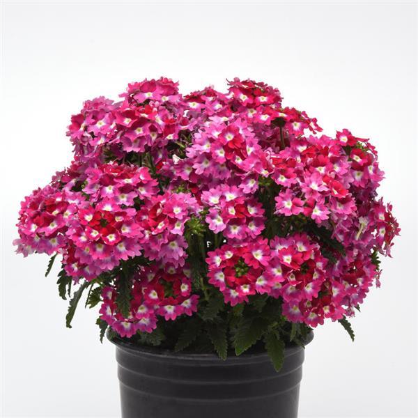 PLANT NAME Container