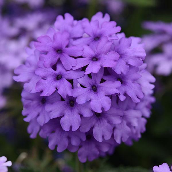PLANT NAME Bloom