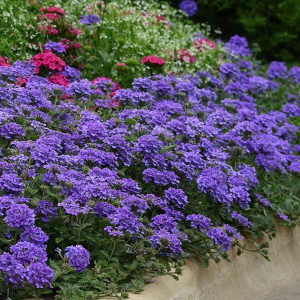 PLANT NAME Landscape