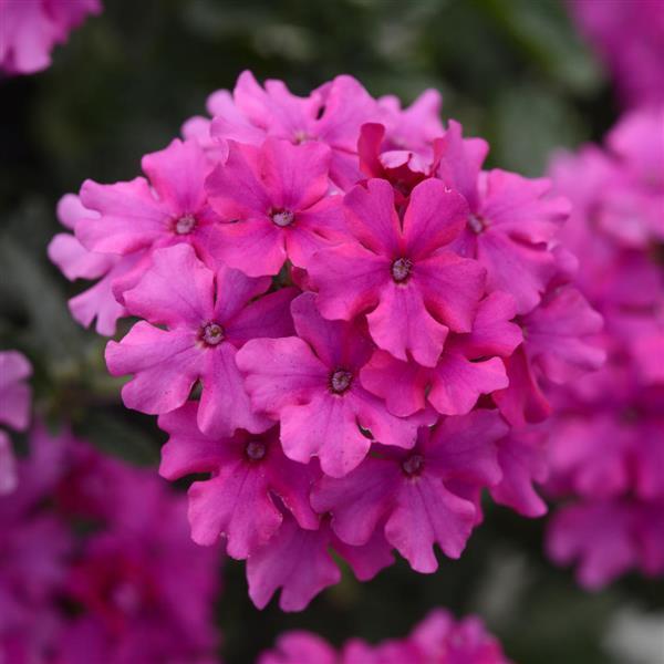 PLANT NAME Bloom