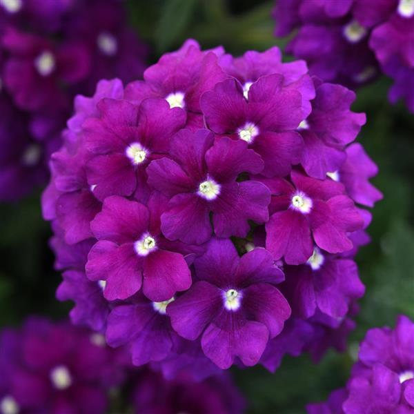 PLANT NAME Bloom