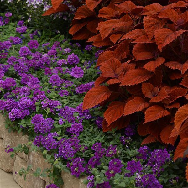 PLANT NAME Commercial Landscape 1