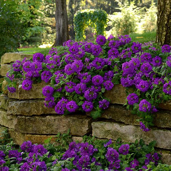 PLANT NAME Landscape