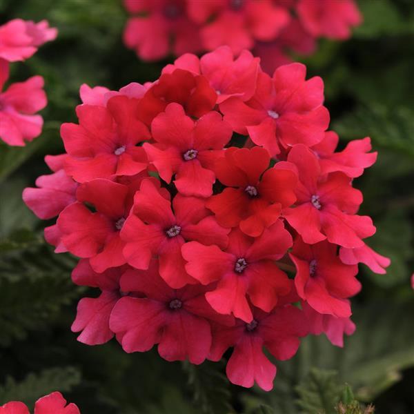 PLANT NAME Bloom