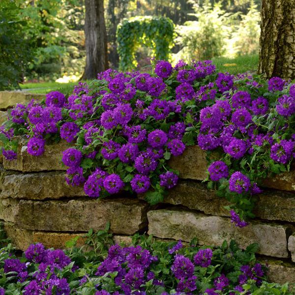 PLANT NAME Commercial Landscape 1