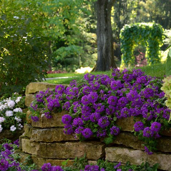 PLANT NAME Commercial Landscape 2