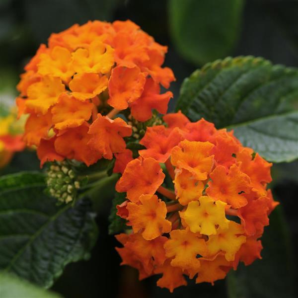 PLANT NAME Bloom