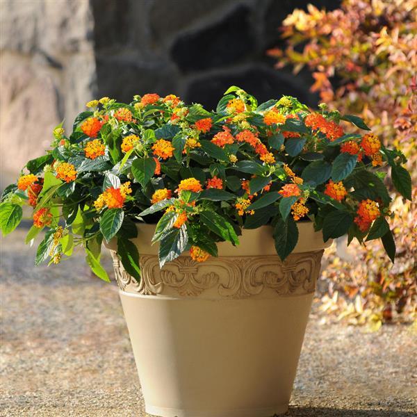 PLANT NAME Container