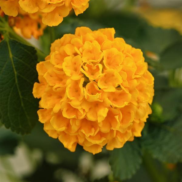 PLANT NAME Bloom