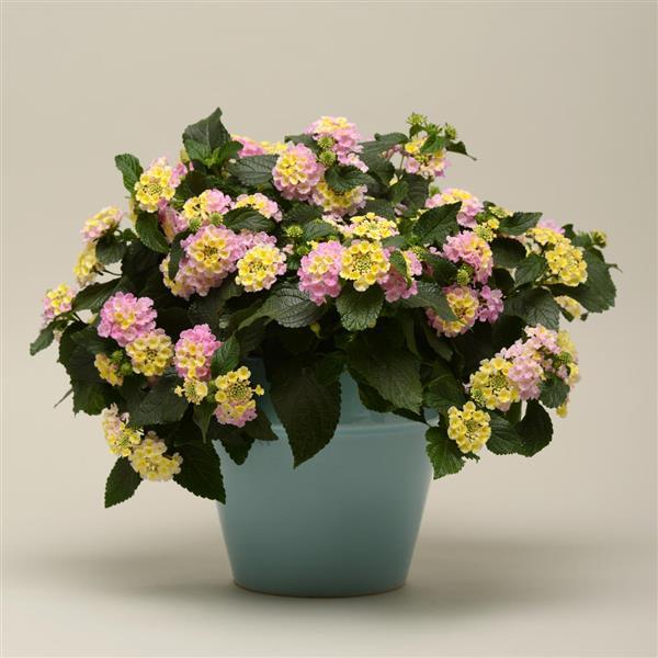 PLANT NAME Container