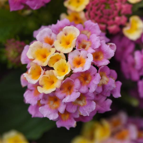 PLANT NAME Bloom