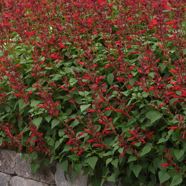 PLANT NAME Landscape