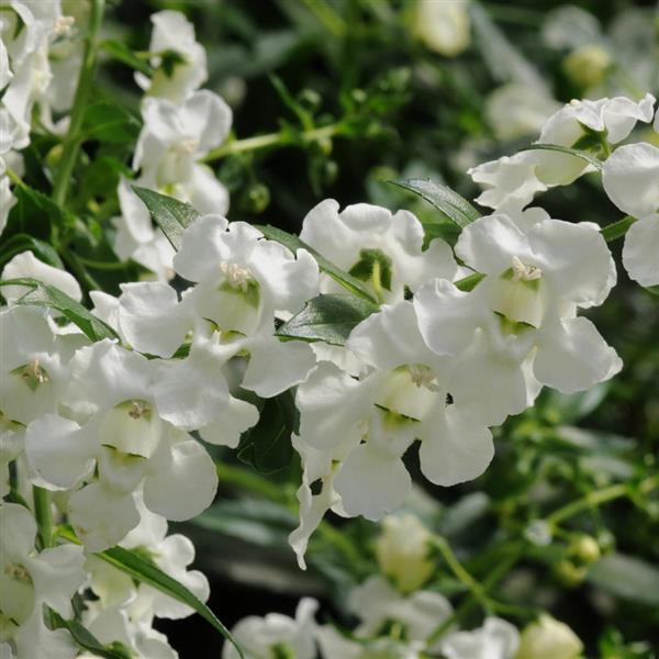 PLANT NAME Bloom