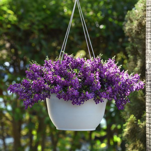 PLANT NAME Basket