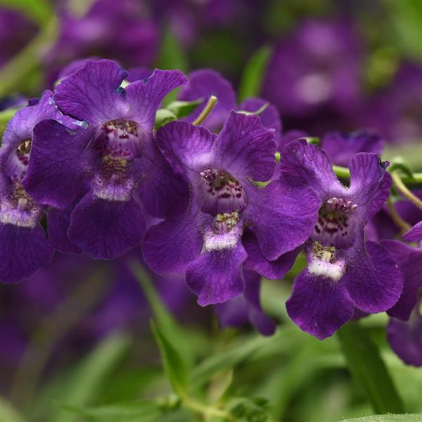 PLANT NAME Bloom