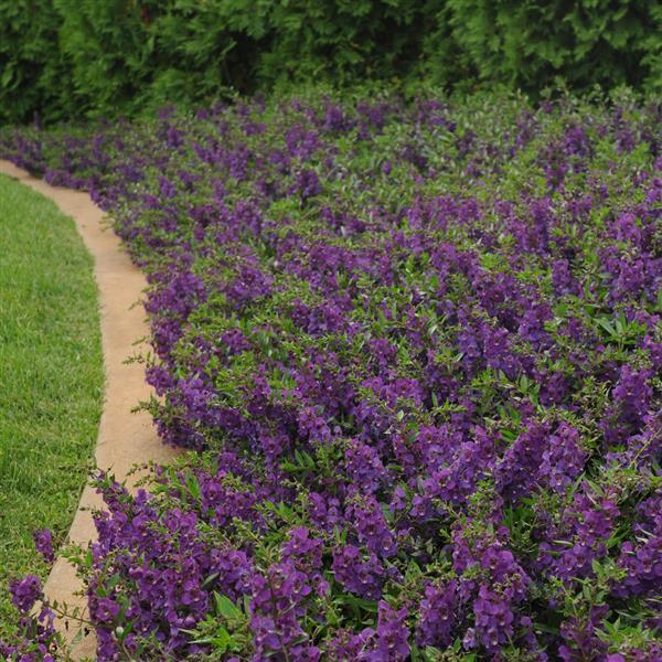 PLANT NAME Landscape