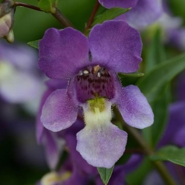 PLANT NAME Bloom