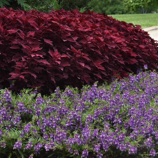 PLANT NAME Landscape
