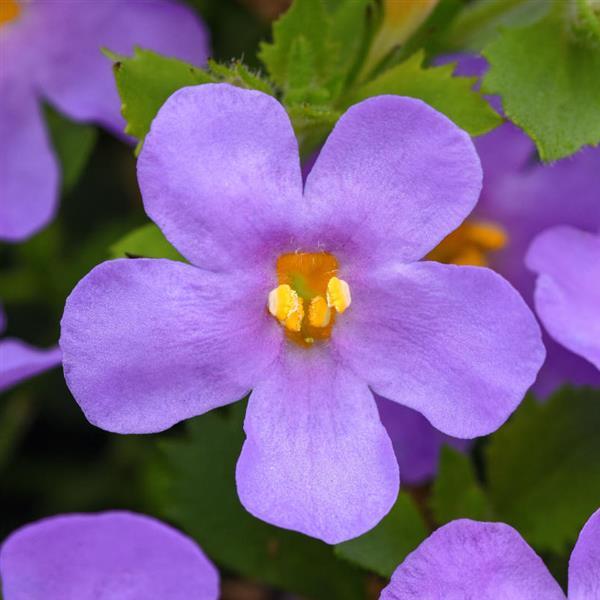 PLANT NAME Bloom